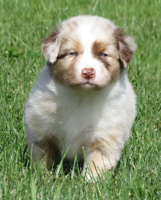 Les chiots de Berger Australien