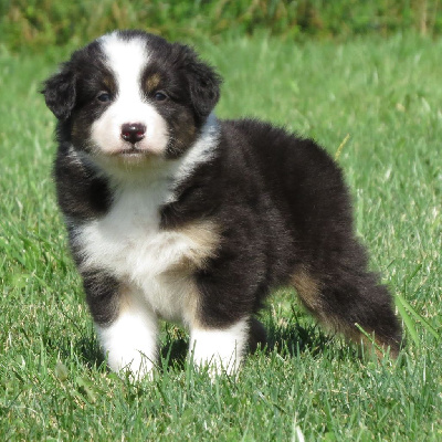 Les chiots de Berger Australien