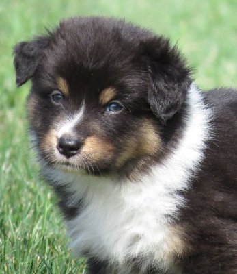 Les chiots de Berger Australien