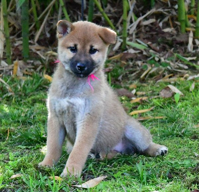 Les chiots de Shiba