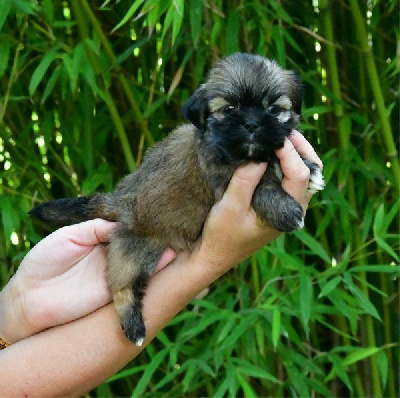 Les chiots de Lhassa Apso