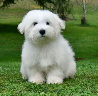 Les chiots de Coton de Tulear