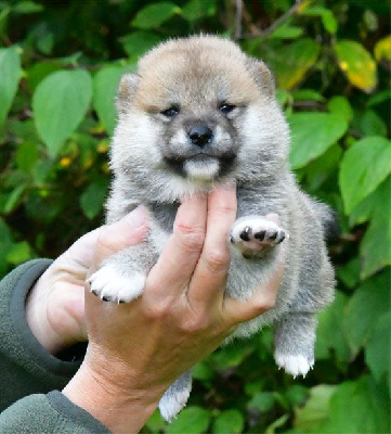 Les chiots de Shiba