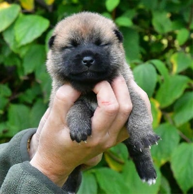 Les chiots de Shiba