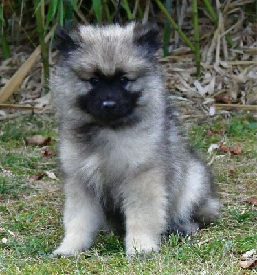 Les chiots de Spitz allemand