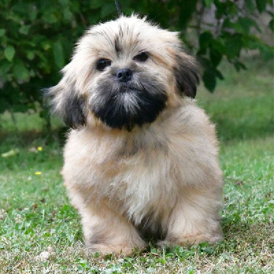 Les chiots de Lhassa Apso