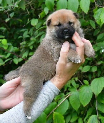 Les chiots de Shiba