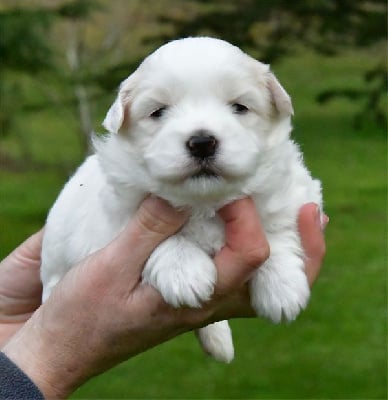 Les chiots de Coton de Tulear