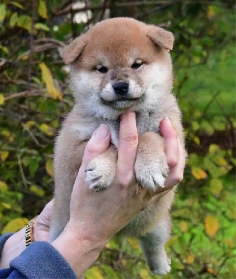 Les chiots de Shiba