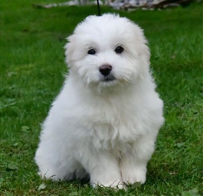 Les chiots de Coton de Tulear