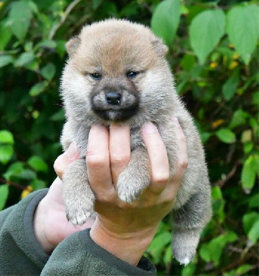 Les chiots de Shiba