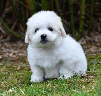 Les chiots de Coton de Tulear