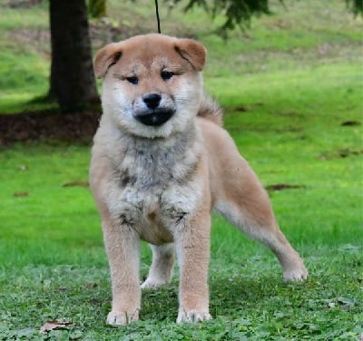 Les chiots de Shiba