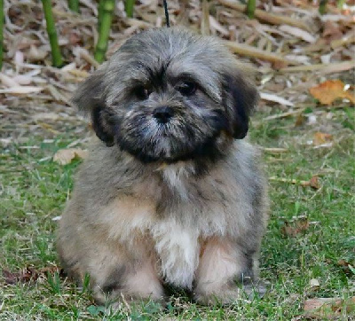 Les chiots de Lhassa Apso