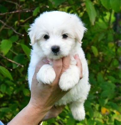 Les chiots de Coton de Tulear