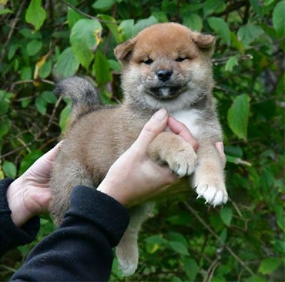 Les chiots de Shiba