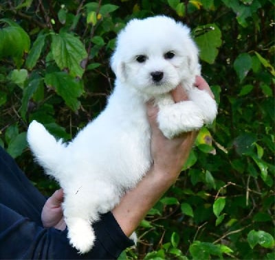 Les chiots de Coton de Tulear