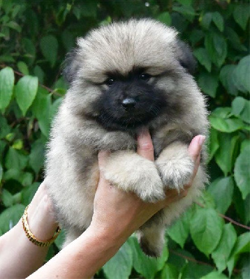 Les chiots de Spitz allemand