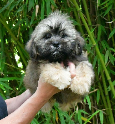 Les chiots de Lhassa Apso