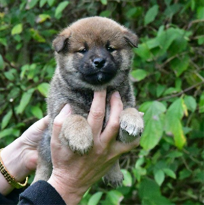 Les chiots de Shiba