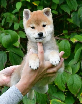 Shiba