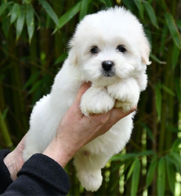 Les chiots de Coton de Tulear