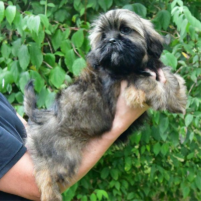 Les chiots de Lhassa Apso