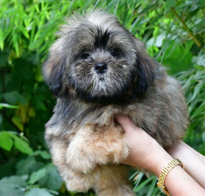 Les chiots de Lhassa Apso