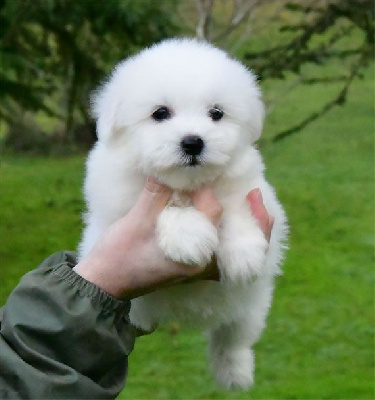 Les chiots de Coton de Tulear