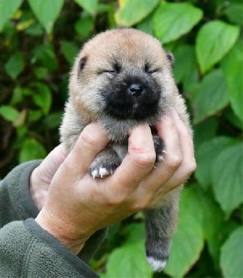 Les chiots de Shiba