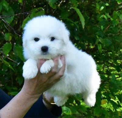 Les chiots de Coton de Tulear