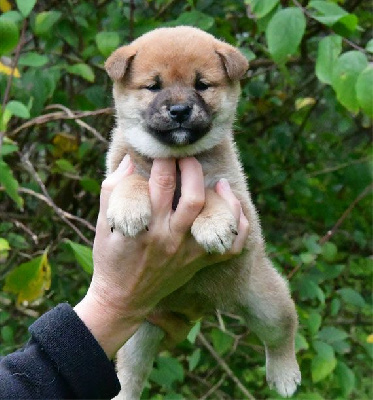 Les chiots de Shiba