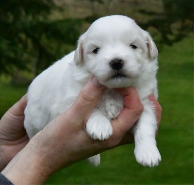 Les chiots de Coton de Tulear