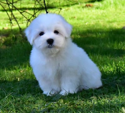 Les chiots de Coton de Tulear