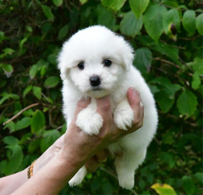 Les chiots de Coton de Tulear