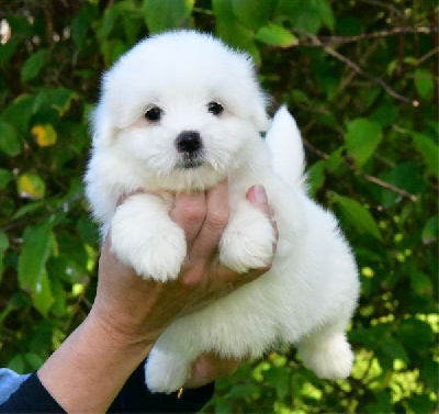 Les chiots de Coton de Tulear