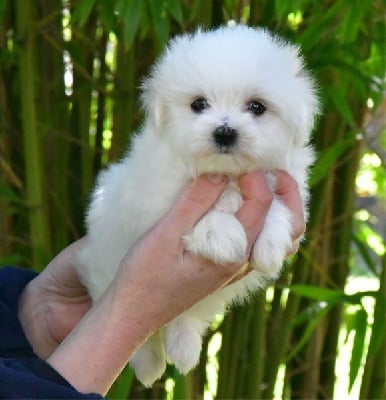 Les chiots de Coton de Tulear