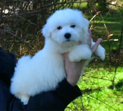 Les chiots de Coton de Tulear