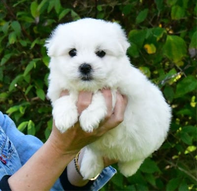 Les chiots de Coton de Tulear