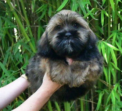 Les chiots de Lhassa Apso