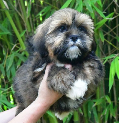 Les chiots de Lhassa Apso