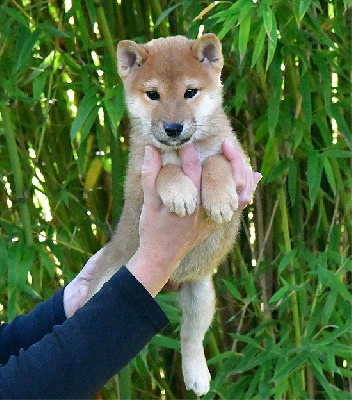 Les chiots de Shiba