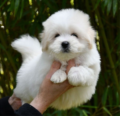 Les chiots de Coton de Tulear