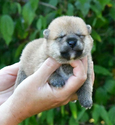 Les chiots de Shiba