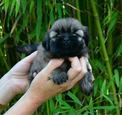 Les chiots de Lhassa Apso