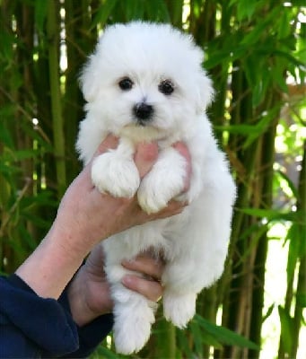 Les chiots de Coton de Tulear