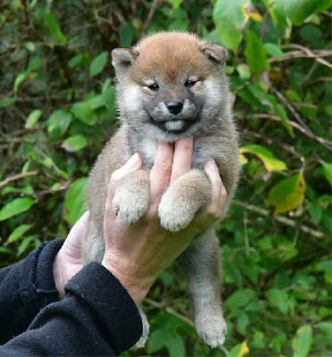 Les chiots de Shiba