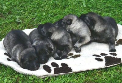 Les chiots de Spitz allemand