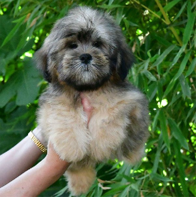 Les chiots de Lhassa Apso