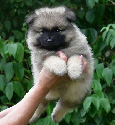 Les chiots de Spitz allemand